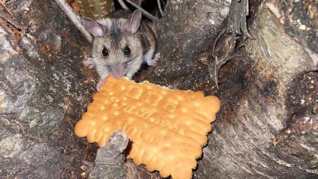 Amasya'da görüldü! Nesli tükenmekte olan Anadolu dikenli faresini elleriyle besledi)