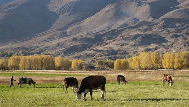 Üreticileri yakından ilgilendiriyor: Hayvancılık desteklerinde düzenleme)