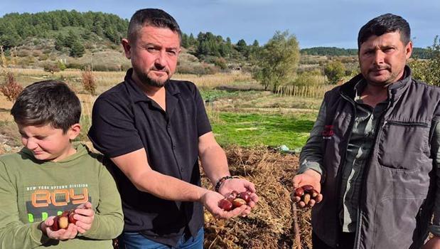 Hasadı başladı, faydasını duyan torba torba alıyor! Kemikleri betona çevirip kan şekerini terazi gibi dengeliyor!)