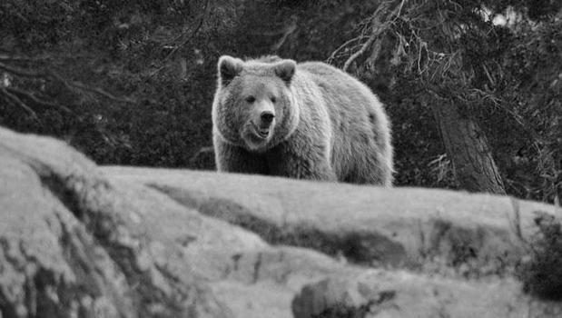 Ayı saldırıları Japonya'yı salladı! Ordu sokaklara indi)