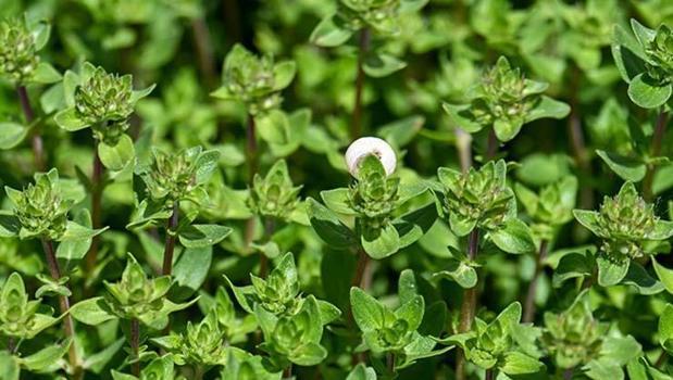 Dağlarda kendi kendine yetişiyor! Limon ve sarımsaktan 30 kat daha etkili: Öksürük, balgam ve boğaz mikroplarının kökünü kurutuyor!)