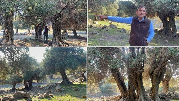 Sadece 4 ülkede var, Türkiye onlardan biri! Kim getirdi hala bilinmiyor)