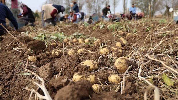 Sivas'ta senenin son hasadı başladı! Tarlada kilosu 12 TL: Sindirim sorunlarını geçirip kemikleri betona çeviriyor!)