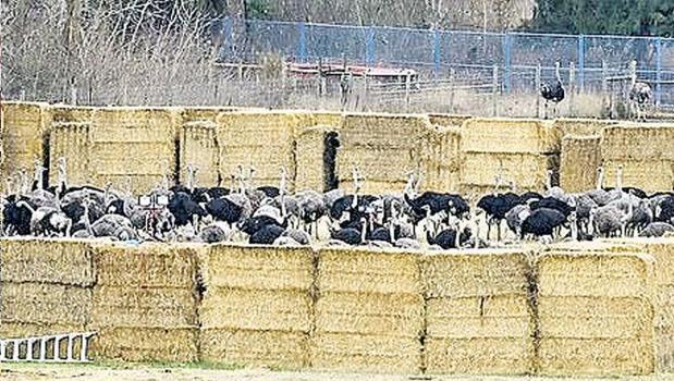 Devekuşlarına kurşun yağmuru!)