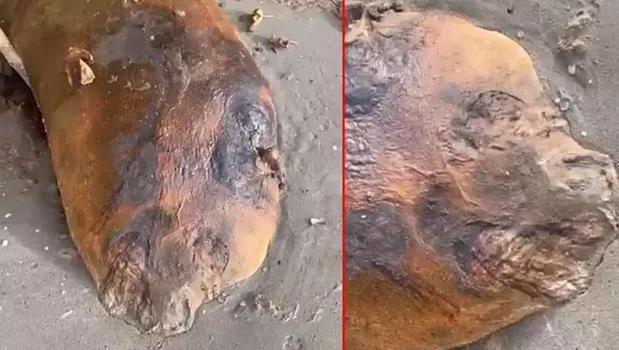 Tekirdağ şaşırtan görüntü! Gizemli deniz canlısı sahile vurdu)