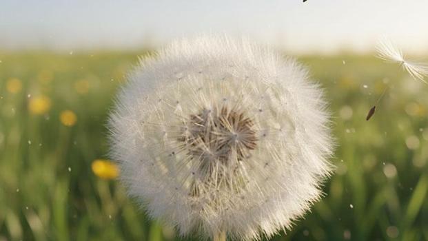 Avrupa’da eczanelerde satılıyor, bizim topraklarımızda hâlâ değeri bilinmiyor! Yol kenarında kendiliğinden yetişiyor)