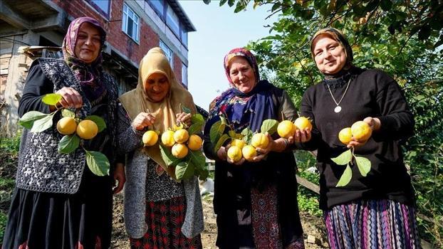 Kışın en doğal şifa kaynağı: Sobanın yanında kurutuluyor, kalp sağlığından bağışıklığa birçok fayda sunuyor)