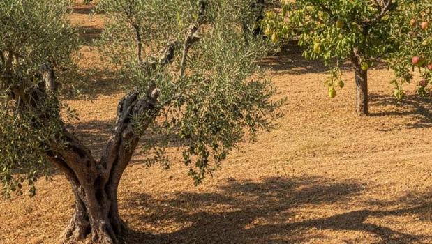 80 yıla kadar meyve veriyor! Kasımda ayında dikiliyor, aylarca meyvesi toplanıyor)