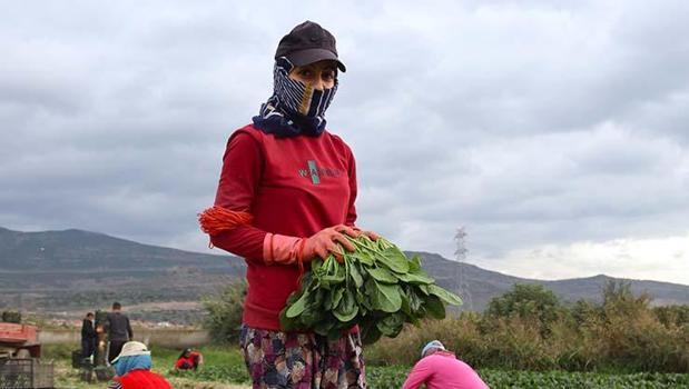 Tarlada kilosu 6 TL ama pazarda 40'a satılıyor! Kış aylarının favori sebzesi: Demir değerlerine zirve yaptırıp kemikleri betona çeviriyor!)