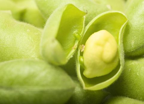 Gaz sıkışması ve kabızlığa neden oluyor! Faydalı diye yiyoruz ama bağırsakları tıkıyor)