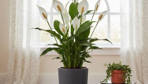 Eve şans getiren çiçek! Para, bolluk ve bereketi mıknatıs gibi çekiyor: Evdeki tozu temizliyor)