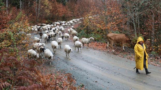 17 yıldır aynı yol, aynı gelenek! Bolu'da yaylalardan köylere göç başladı)