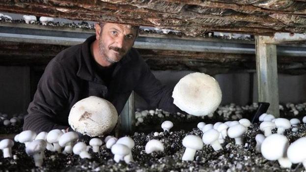 Metropol stresinden kaçtı, Oltu’da kurduğu mantar çiftliğiyle üretimde rekora koşuyor)