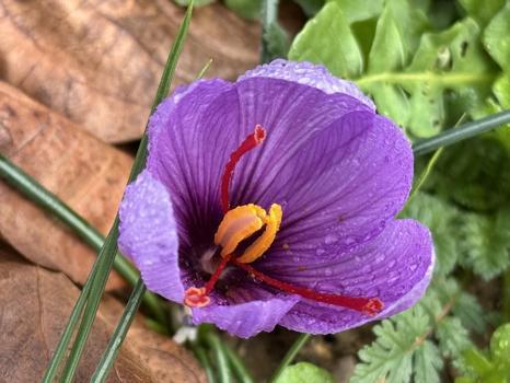 'Dünyanın en pahalı baharatı' için hasat takvimi şaştı! Bilinmeyen faydalarıyla şaşırtıyor, bir tutamıyla şifa saçıyor)