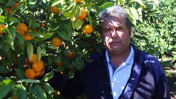 Kilosu halde 15 TL ama pazarda 50 TL'den satılıyor! C vitamini kralı, gribe karşı kalkan oluyor!)