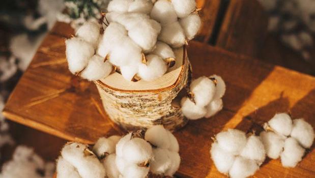 İngilizlerin yöntemi Türkiye'de de işe yarıyor! Kasım ayında mutlaka bunu yapın)