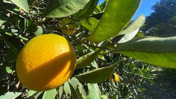 Kilosu 22 TL, Ruslardan ve Balkanlardan talep yağıyor! Demir emilimini artırıp C vitamini depolarını zirveye taşıyor! Kalbin meyvesi)