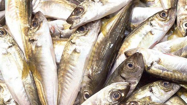 Vatandaş hamsi ve istavrite doydu)