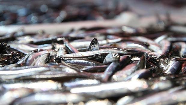 Son 4 yılın en bol sezonu! Kilosu 150 TL'den 50'ye düştü, gören torba torba alıyor)