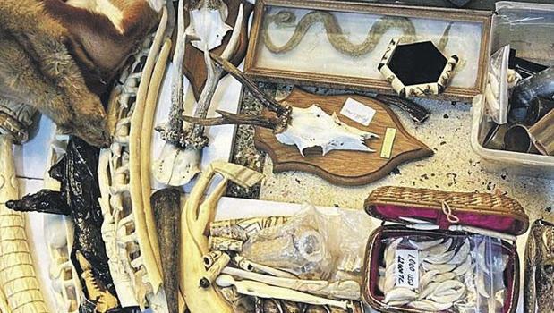 Hayrete düşüren operasyon! Fildişi, vaşak kafası, timsah pençesi...)