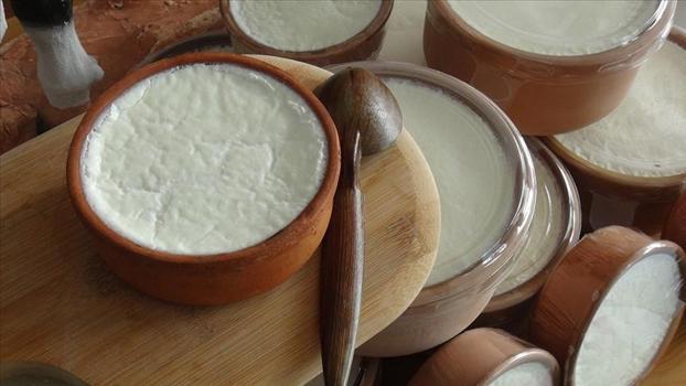 Yoğurt yapmak için en iyi süt buymuş! Kıvamı ve lezzetini 10 kat artırıyor)