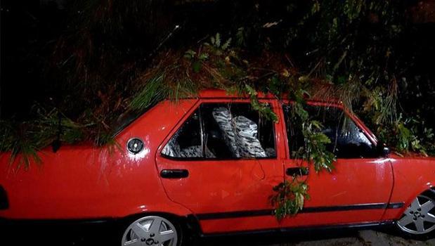 Antalya'da yağmur ve şiddetli rüzgar! 10 metrelik ağaç devrildi: İki araç ve bina zarar gördü)