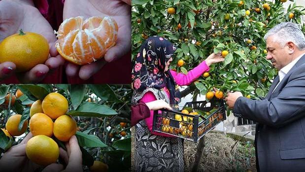 Ordu'da hasadı başladı! Kilosu 20 TL: Üreticilerin yüzünü güldürürken, pazarlarda da kapış kapış satılıyor!)