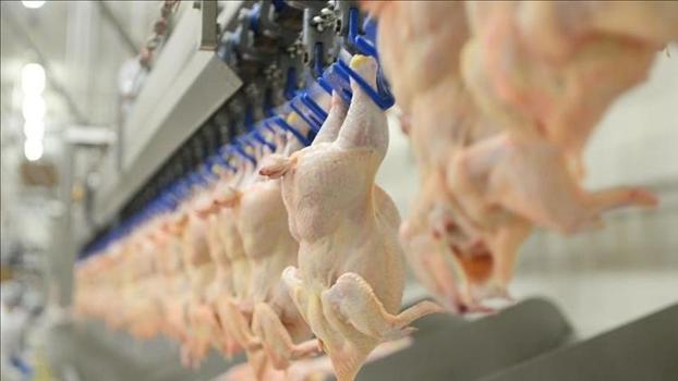 BESD-BİR, tavuk eti zehirlenmelerine karşı uyardı)