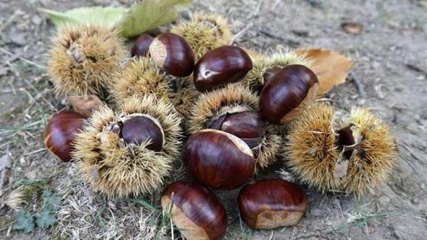 Aydın'da hasadı başladı! Toplaması zahmetli, satışı sabır işi: Kilosu 100 TL'den başlıyor)