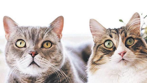 Kadınlar kedilerin dilini anlıyor)