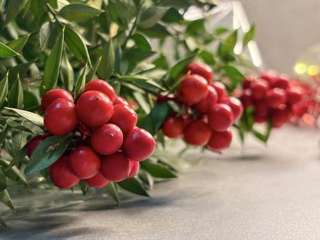 Yalnızca Aralık’ta ortaya çıkıyor: Alanı ev sahibi yaptığına inanılıyor)