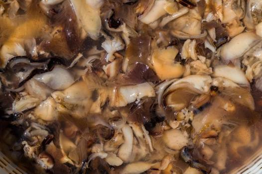 Evini mini üretim yerine çevirdi: Doğada gördü şimdi kavak mantarıyla kazancını katladı!)