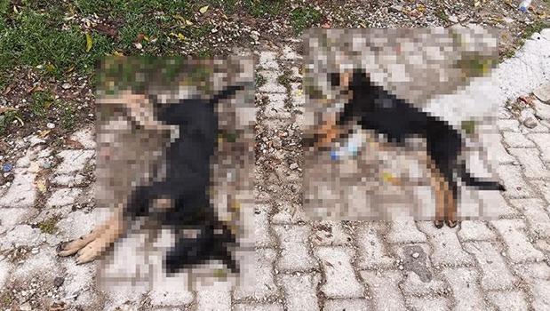 Isparta'da 'sahipsiz köpekler zehirlenerek öldürüldü' iddiası)