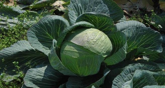 Osmaniye&#x27;de y&#xFC;zleri g&#xFC;ld&#xFC;ren hasat! Hepsi yerli ve ata tohumu: Sofralara &#x15F;ifa ta&#x15F;&#x131;yor)