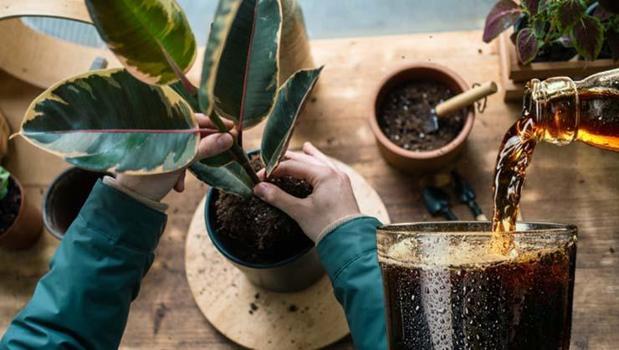 Gaz&#x131; ka&#xE7;m&#x131;&#x15F; kola me&#x11F;er her derde devaym&#x131;&#x15F;! Lekelerin d&#xFC;&#x15F;man&#x131;, bitkileri de besliyor!)