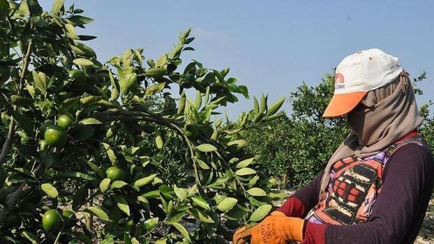 Bahçede 15 liraya satılıyor, tezgahta 100 lirayı görüyor)