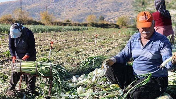Kozan'da şifalı hasat başladı, kilosu 20 TL! Kış aylarında hastalıklardan koruyor)