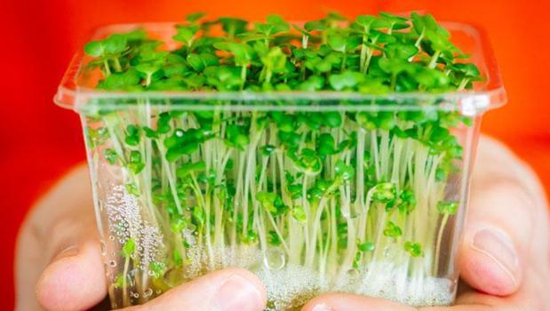 'En sağlıklı sebze' seçildi! Yüz üzerinden 100 puan aldı: Potasyum, kalsiyum ve demir zengini)