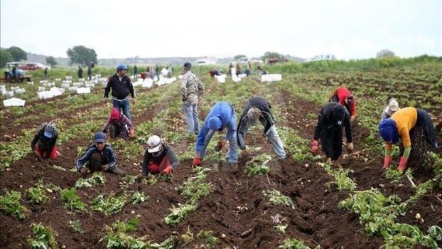 Milyoner olmak hiç bu kadar kolay olmamıştı! Tek bir hasatla hayatları değişiyor: Kışın hasat eden 1 yılda ev araba alıyor)