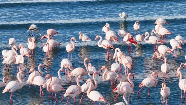 Soğuk havaya rağmen flamingolar göç etmedi)