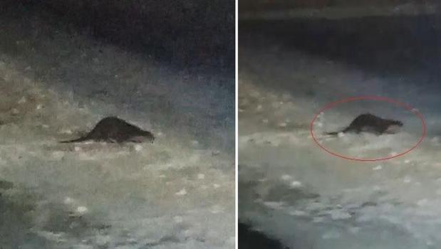 Çoruh Nehri donunca ortaya çıktı! Heyecanlanıp 'gel gel' diye çağırdılar)