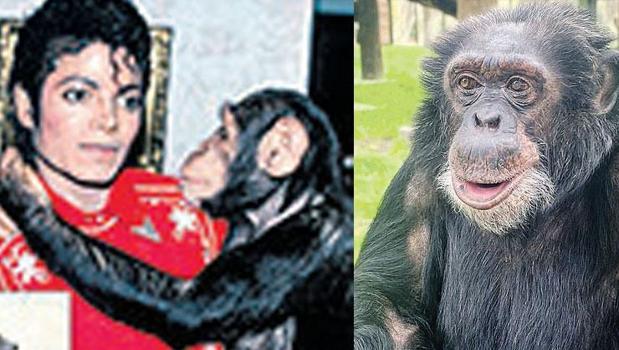 Şempanzesi emekli hayatında)