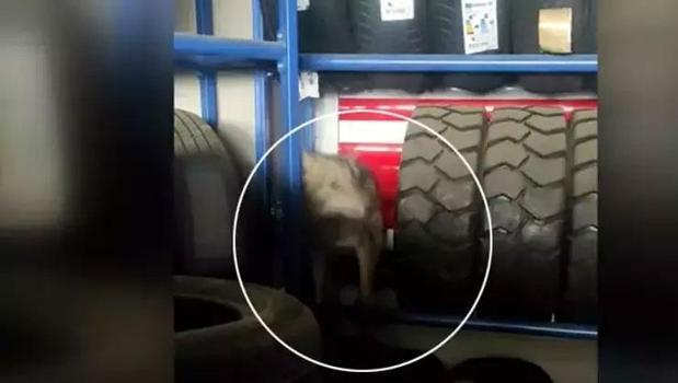 Köpek sandılar gerçek çok başka çıktı)