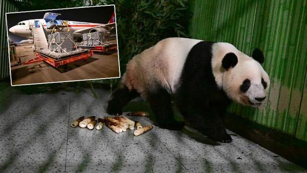 Dostluğun simgesiydi: Japonya 50 yıl sonra ilk Kez pandasız kaldı)