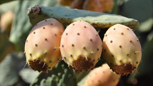 Toplanması çok zor ama 70 derdin şifası! Bu meyvenin ismini bilen çıkmıyor)