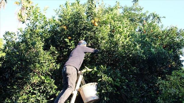 Bedavadan biraz daha pahalı! Kilosu 15-16 liraya kadar düştü: Coğrafi işaretli lezzet dünyaya yayılıyor, Antalya'nın turuncu elması için tek tek toplanıyor)