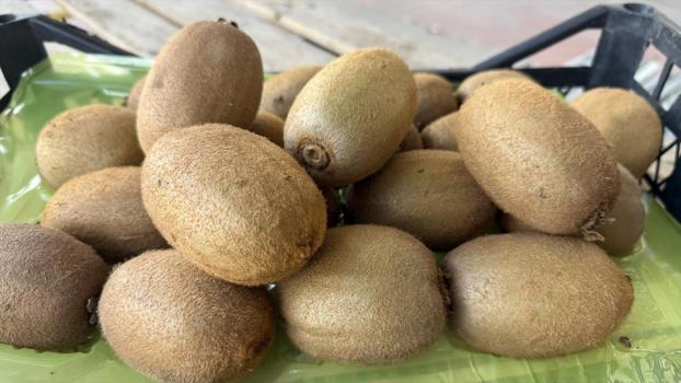 İznik'ten Avrupa'ya açılan kapı! Tanesi 220 gram, görenler şoke oluyor)