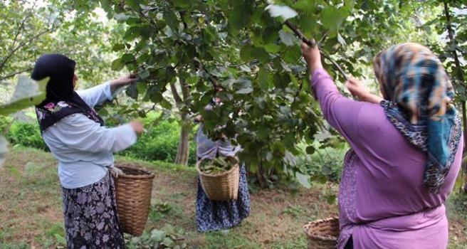 Tarladan rafa dehşet veren uçurum: Kilosu 250 liradan 1600 liraya nasıl çıkıyor?)