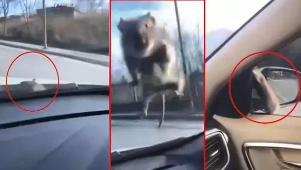 Başakşehir'de yolda ilerleyen araca fare atladı)