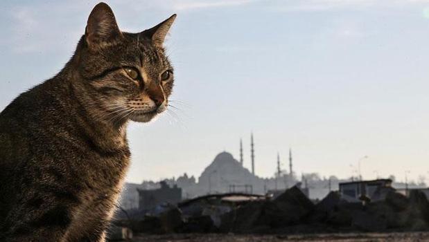 Süper kahramanları kıskandıran özellik! Kedinizin gizli güçlerini biliyor muydunuz?)